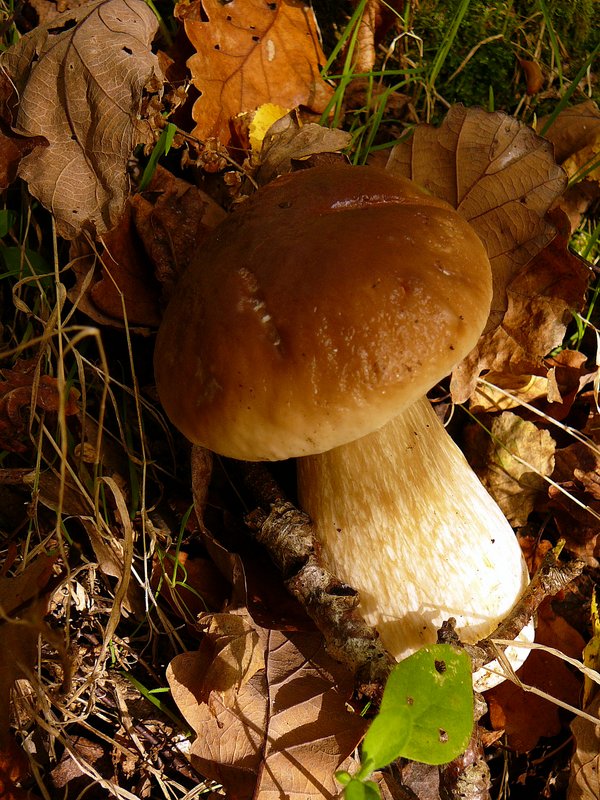 Boletus edulis Cèpe de Bordeaux